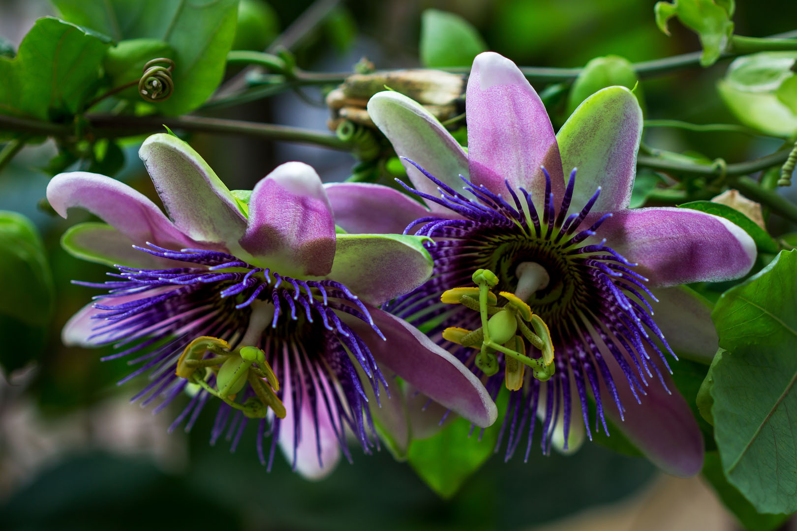 Passiflora glavnoe foto