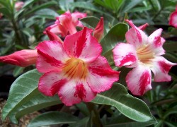 adenium 1