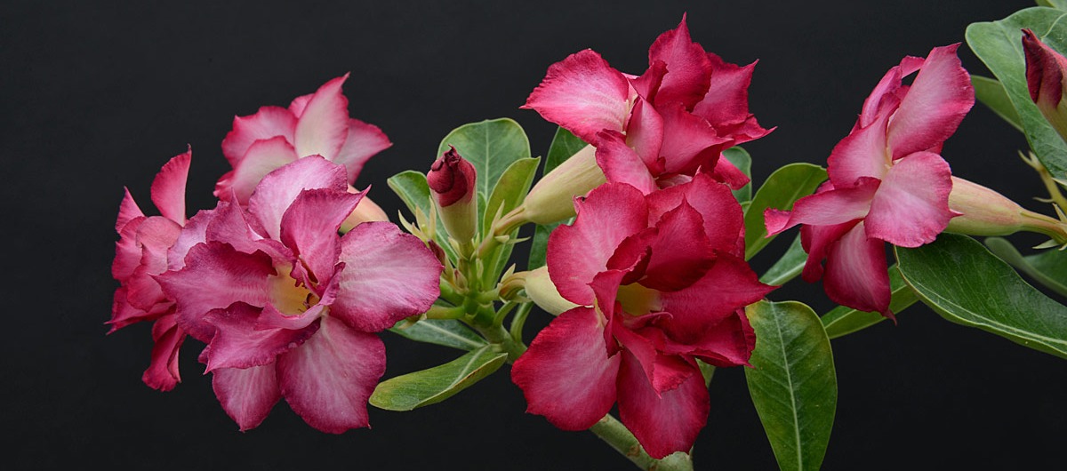 adenium 3