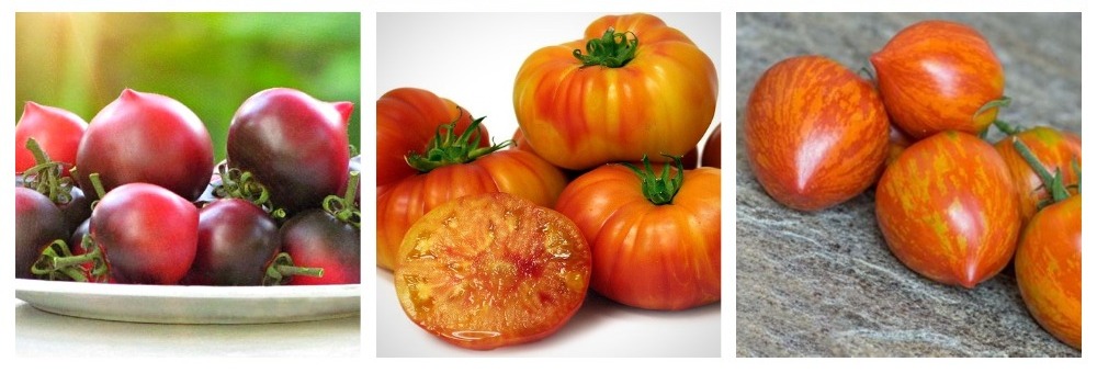 семена томатов Агрони