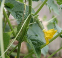 Рассада огурцов