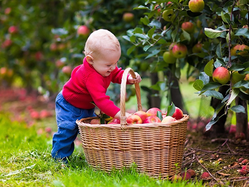 Apples_Boys