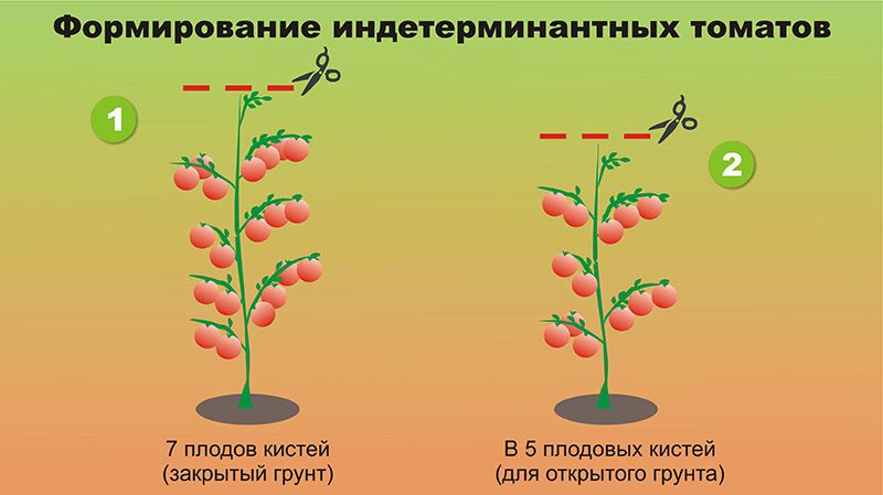 Что означает слово детерминантный томат