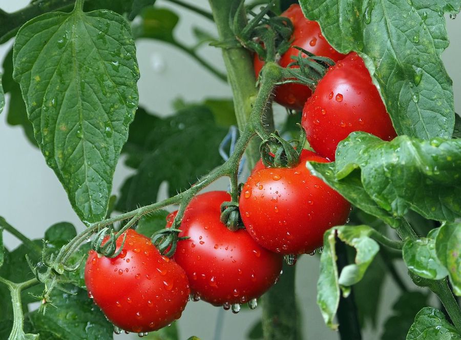 pomidor2