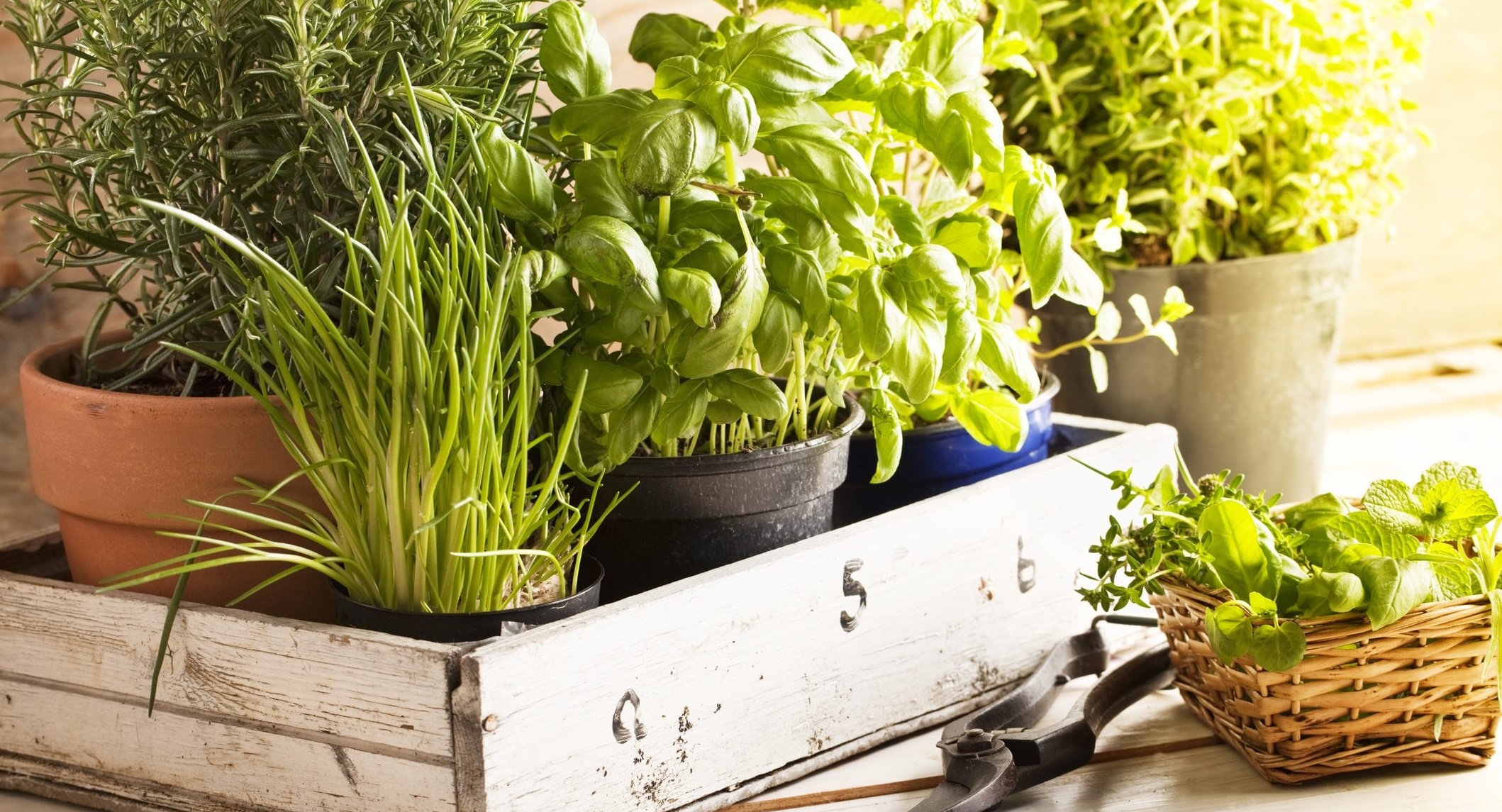 herbs