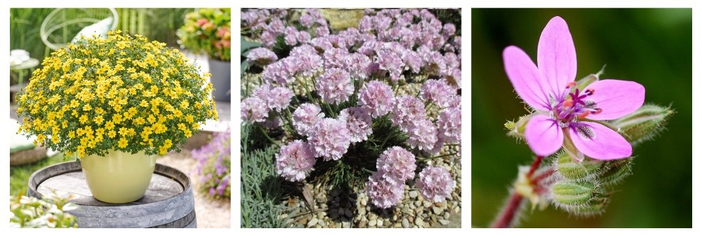 Цветочное изобилие новинок от Евросемян!