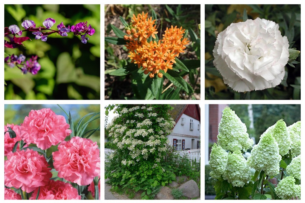 vesennee obnovlenie ot apf aelita ekstra