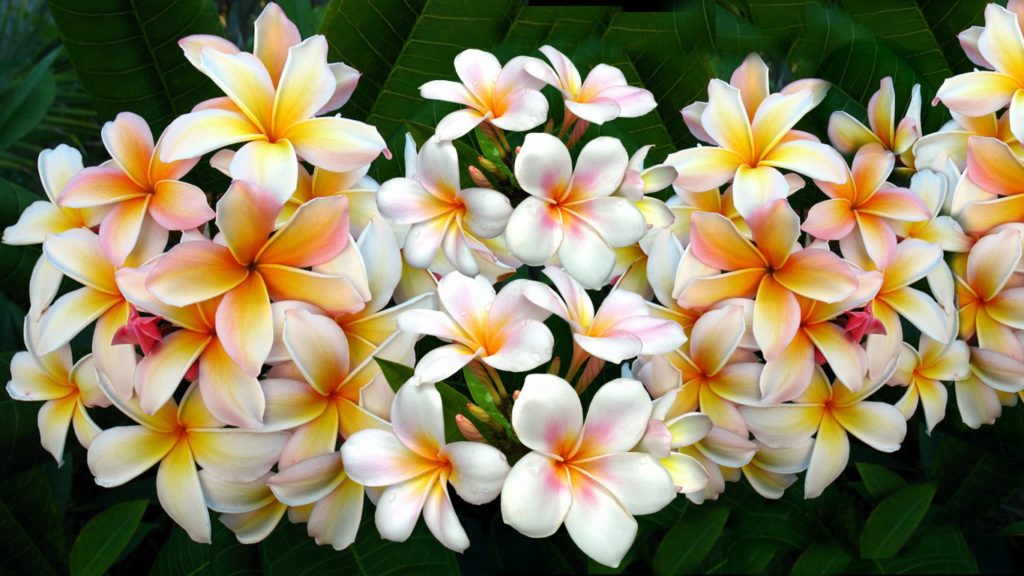 plumeria 1