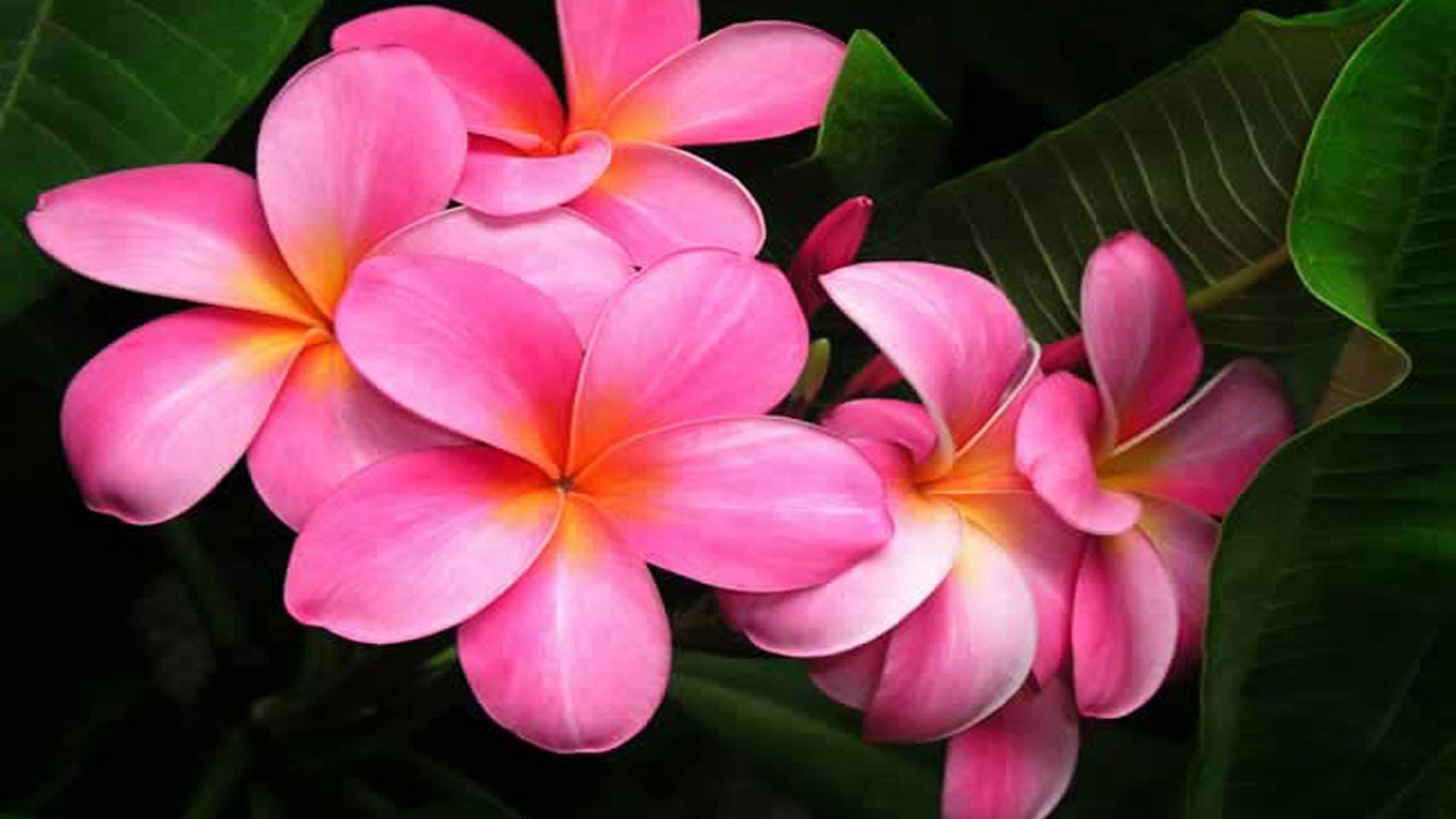 plumeria 3