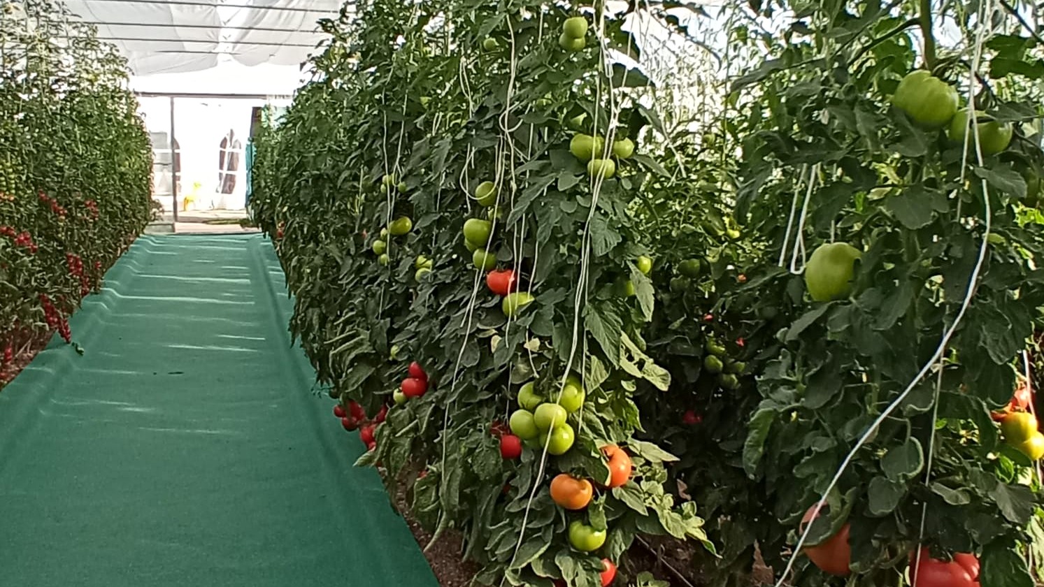 teplitsa tomaty indet 1